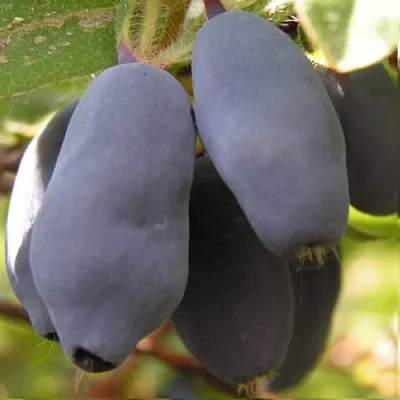 Жимолость съедобная КРУПНОПЛОДНАЯ  Жимолость съедобная КРУПНОПЛОДНАЯ в Видном