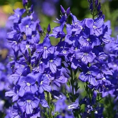 Вероника австрийская  Вероника австрийская в Видном