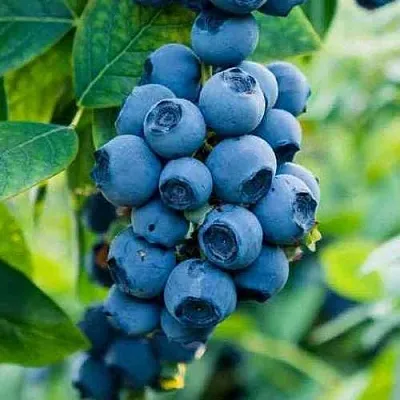 Голубика БОНИФАЦИЙ  Голубика БОНИФАЦИЙ в Видном