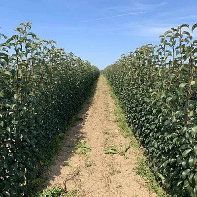 Саженцы почтой и ТК  Саженцы почтой и ТК в Видном