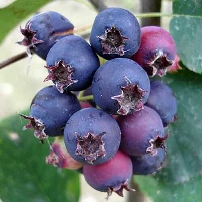 Ирга SLEYT  Ирга SLEYT в Видном