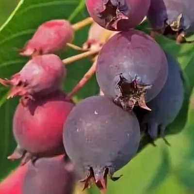 Ирга MANDAN  Ирга MANDAN в Видном