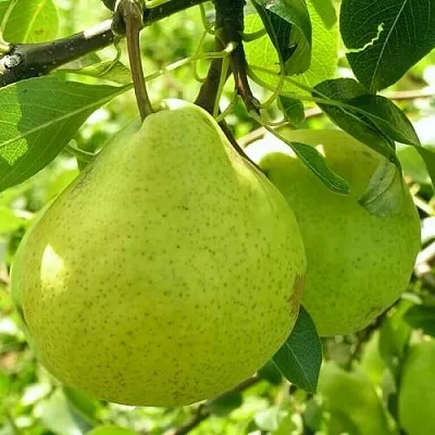 Груша ДАЛИКОР колонновидная  Груша ДАЛИКОР колонновидная в Видном