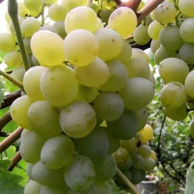 Виноград ТАЛИСМАН в Видном