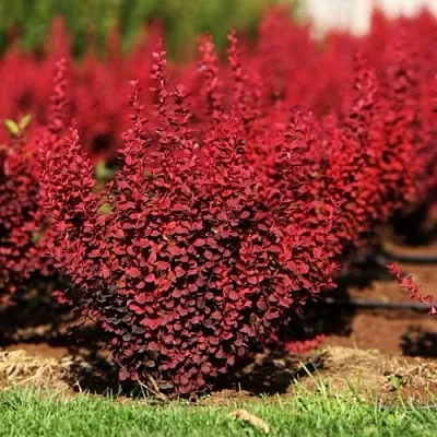 Барбарис ОРАНЖ РОКЕТ тунберга  Барбарис ОРАНЖ РОКЕТ тунберга в Видном