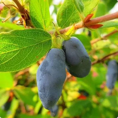 Жимолость съедобная БОРЕАЛ БЛИЗЗАРД (СЕВЕРНАЯ МЕТЕЛЬ)  Жимолость съедобная БОРЕАЛ БЛИЗЗАРД (СЕВЕРНАЯ МЕТЕЛЬ) в Видном