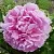 Пион РИМ травянистый в Видном
