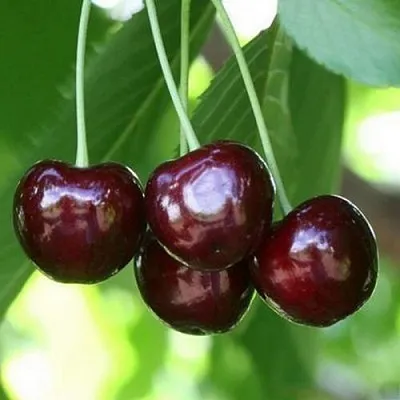 Черешня ЛЕНИНГРАДСКАЯ ЧЁРНАЯ в Видном