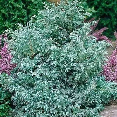 Кипарисовик БУЛЕВАРД горохоплодный  Кипарисовик БУЛЕВАРД горохоплодный в Видном