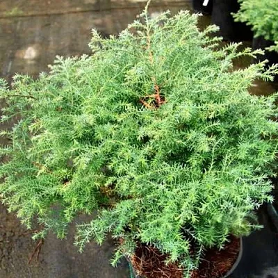 Кипарисовик СКВАРРОЗА горохоплодный  Кипарисовик СКВАРРОЗА горохоплодный в Видном