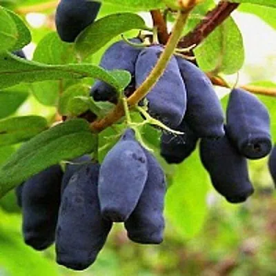 Жимолость съедобная МОСКОВСКАЯ  Жимолость съедобная МОСКОВСКАЯ в Видном