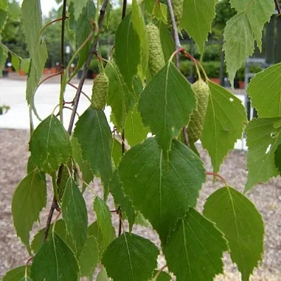 Береза ФАСЦИНЕЙШЕН белая  в Видном