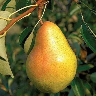 Груша ВЕЛЕСА  Груша ВЕЛЕСА в Видном