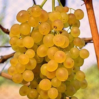 Виноград КИШМИШ КОКТЕЙЛЬ  Виноград КИШМИШ КОКТЕЙЛЬ в Видном