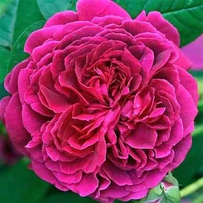 Саженцы роз ВИЛЬЯМ ШЕКСПИР английская  Саженцы роз ВИЛЬЯМ ШЕКСПИР английская в Видном