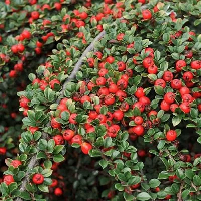 саженцы кизильника саженцы кизильника