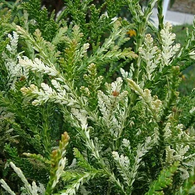 Туевик ВАРИЕГАТА долотовидный  в Видном