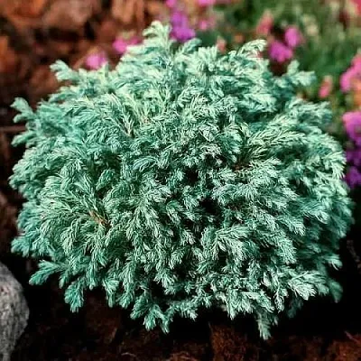 Кипарисовик БЕБИ БЛЮ горохоплодный  Кипарисовик БЕБИ БЛЮ горохоплодный в Видном