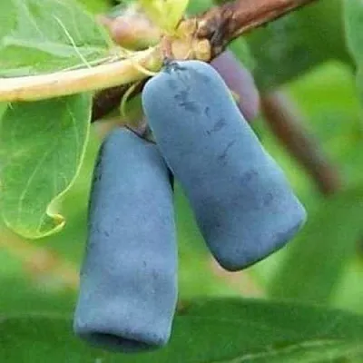 Жимолость съедобная ЗИНРИ  Жимолость съедобная ЗИНРИ в Видном