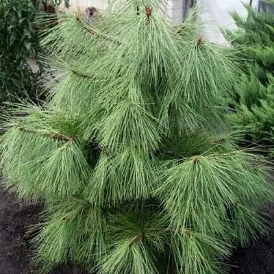 Сосна желтая   Сосна желтая  в Видном