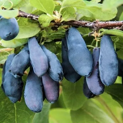 Жимолость съедобная СИБИРЯЧКА  Жимолость съедобная СИБИРЯЧКА в Видном