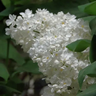 Сирень РУССКИЙ СЕВЕР  Сирень РУССКИЙ СЕВЕР в Видном