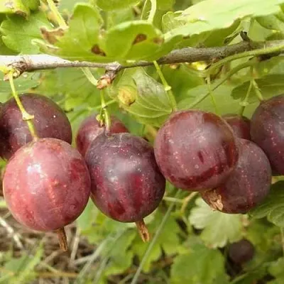 Крыжовник СМЕНА  Крыжовник СМЕНА в Видном