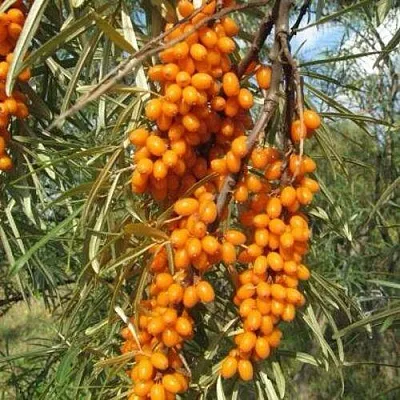 Облепиха НИВЕЛЕНА в Видном