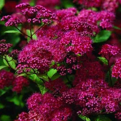 Спирея АНТОНИ ВАТЕРЕР японская  Спирея АНТОНИ ВАТЕРЕР японская в Видном