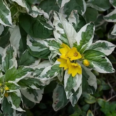 Вербейник АЛЕКСАНДР точечный  Вербейник АЛЕКСАНДР точечный в Видном