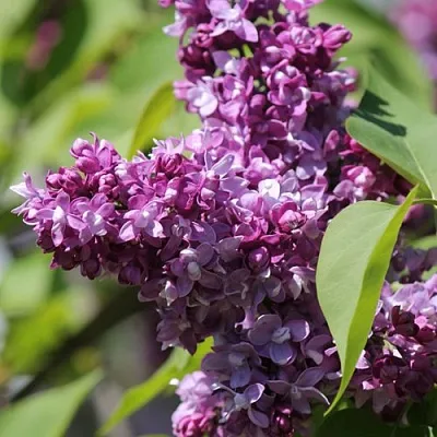 Сирень ИЗОБИЛИЕ в Видном