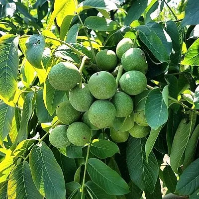 Грецкий орех  ИЗЯЩНЫЙ в Видном