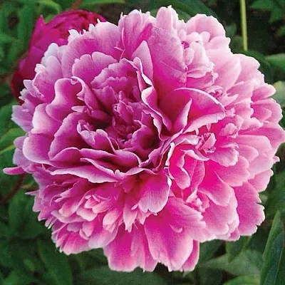 Пион ПУРПУРНАЯ ФЕЕРИЯ травянистый  Пион ПУРПУРНАЯ ФЕЕРИЯ травянистый в Видном