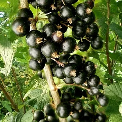 Смородина черная БЕН ТИРЕН  Смородина черная БЕН ТИРЕН в Видном