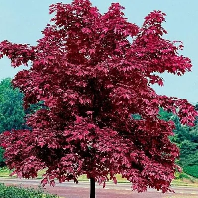 Клен КРИМСОН КИНГ остролистный в Видном