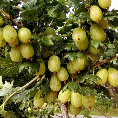 Крыжовник ИНВИКТА в Видном