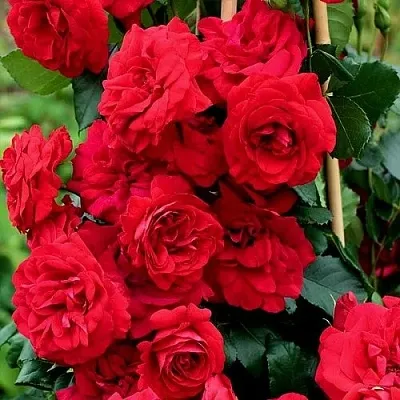 Саженцы роз АМАДЕУС плетистая  Саженцы роз АМАДЕУС плетистая в Видном