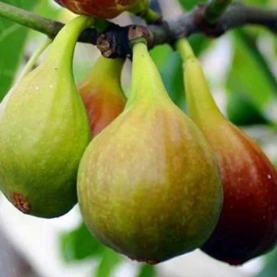 Инжир ДАЛМАТСКИЙ  Инжир ДАЛМАТСКИЙ в Видном