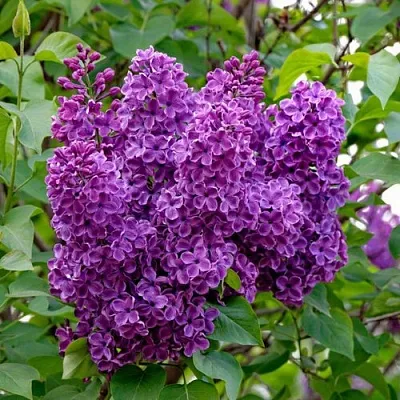 Сирень СУМЕРКИ  Сирень СУМЕРКИ в Видном