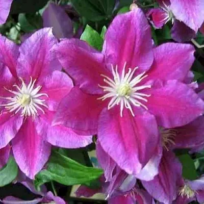 Клематис ХАНИЯ  Клематис ХАНИЯ в Видном