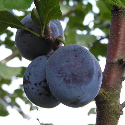 Слива ВЕНГЕРКА БЕЛОРУССКАЯ  Слива ВЕНГЕРКА БЕЛОРУССКАЯ в Видном