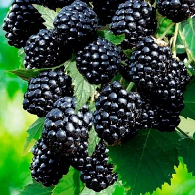 Ежевика ЛОХТЕЙ бесшипная  Ежевика ЛОХТЕЙ бесшипная в Видном