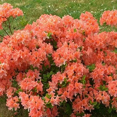 Рододендрон ЯПОНСКИЙ ОРАНЖЕВЫЙ  Рододендрон ЯПОНСКИЙ ОРАНЖЕВЫЙ в Видном