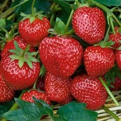 Клубника СЕЛЬВА ремонтантная в Видном