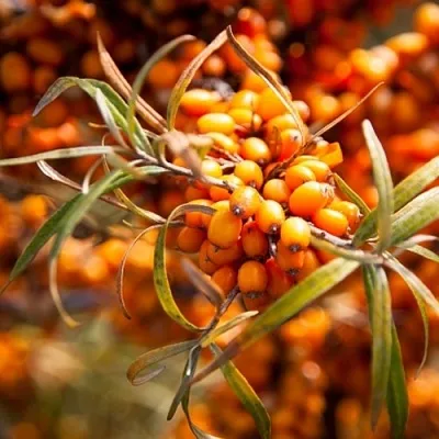 Облепиха ФИНСКАЯ  Облепиха ФИНСКАЯ в Видном