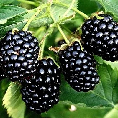 Ежевика ПРАЙМ АРК ТРЕВЕЛЕР ремонтантная  Ежевика ПРАЙМ АРК ТРЕВЕЛЕР ремонтантная в Видном