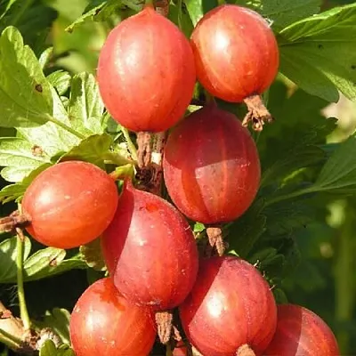 Крыжовник МАШЕКА  Крыжовник МАШЕКА в Видном