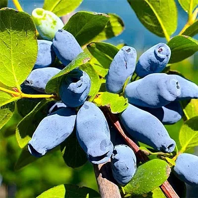 Жимолость съедобная АВРОРА  Жимолость съедобная АВРОРА в Видном