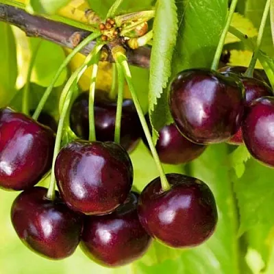 Черешня ИПУТЬ в Видном