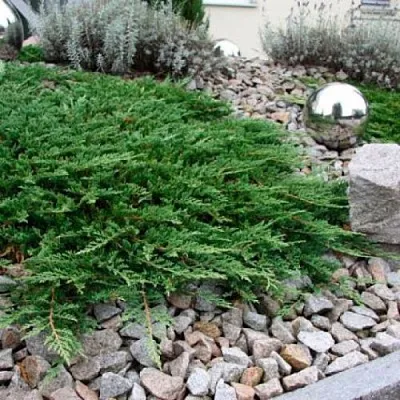 Можжевельник ПРИНЦ ОФ УЭЛЬС горизонтальный в Видном